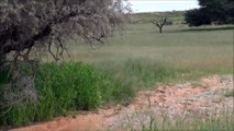 Young Leopard hunts a bat eared fox