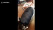 Pot-bellied pig gets boxed into corner by pomsky puppy