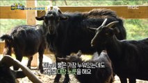 [Haha Land 2] 하하랜드2 - A lot of goats grow20180530