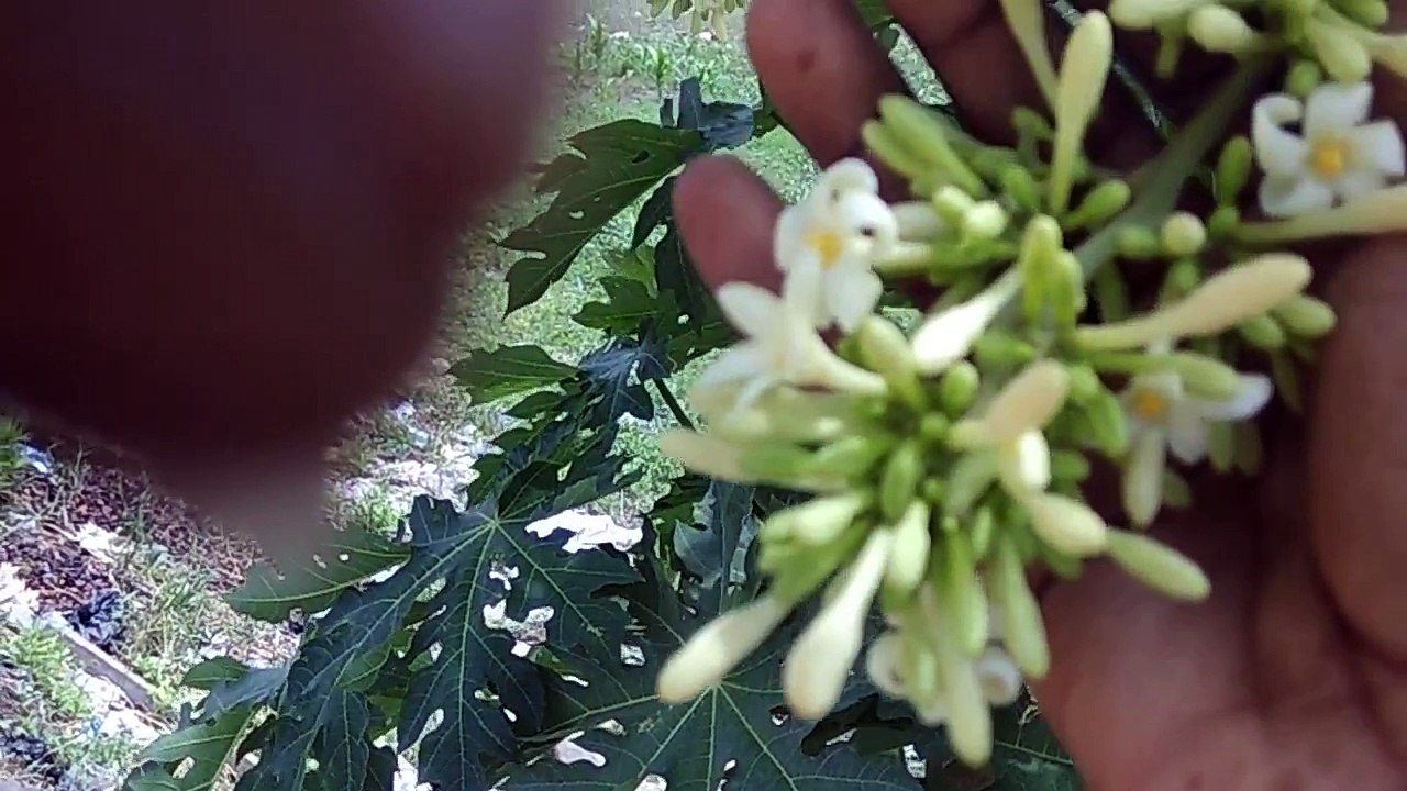 பப்பாளி மரம் எப்படி இருக்கும் என்பதை பார்க்கலாம்