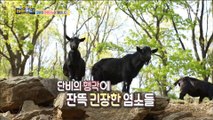 [Haha Land 2] 하하랜드2 - A dog rushes into a goat barn 20180530
