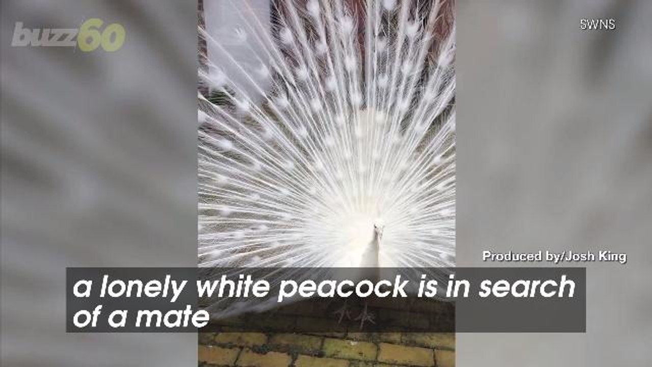 This Ghostly White Peacock Is Desperately Searching For A Girlfriend