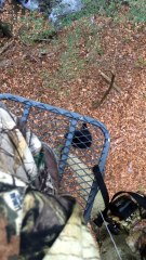 Bear Climbs Tree with Hunter