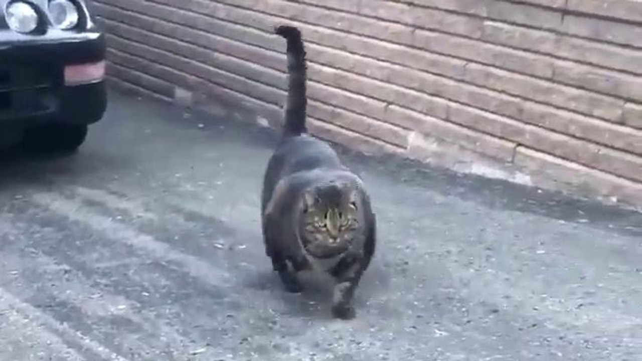 Chat costaud
