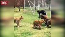 Shkon të ushqejë tigrat brenda në kafaz,shikoni se çfarë i ndodh pronarit të kopështit zoologjik (360video)