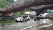 Several cars badly damaged by fallen trees