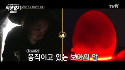 보아 목소리에 반응하는 달걀! 움직여 움직여!