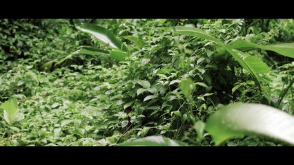 Ruido v3 for CINEVOIDPOA