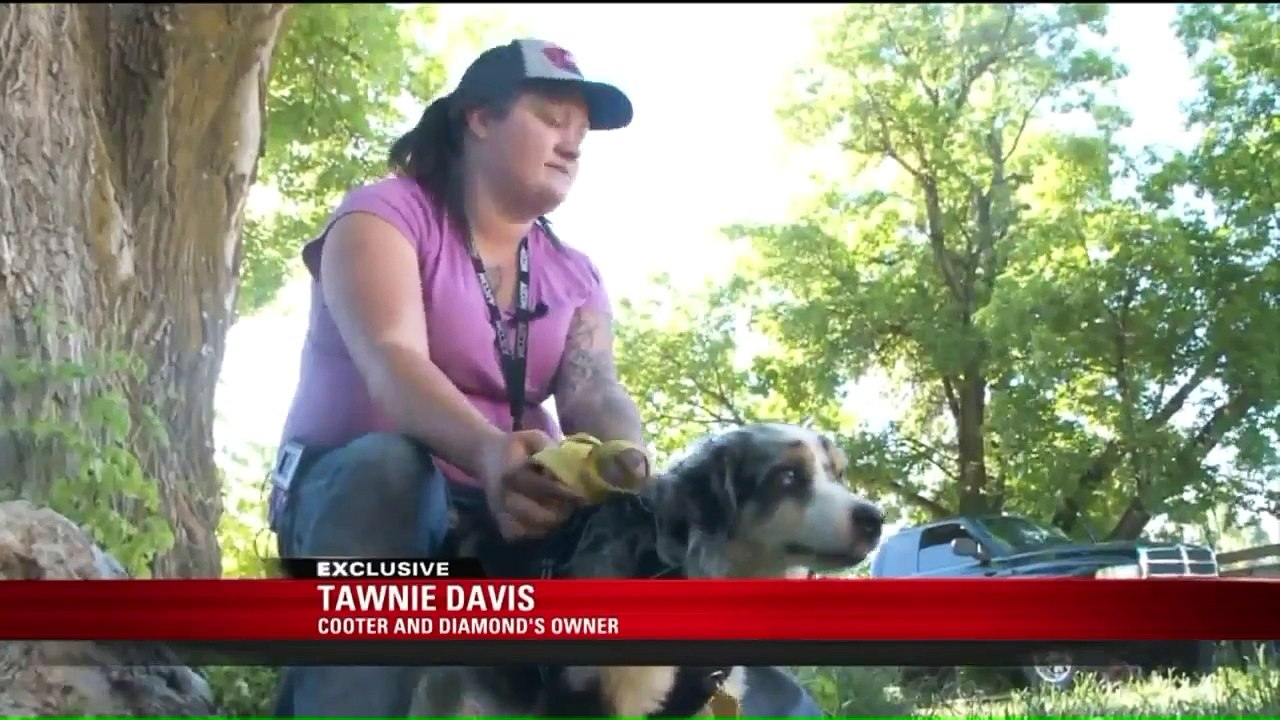 Missing Dog Reunited With Family After Months in Utah Wilderness