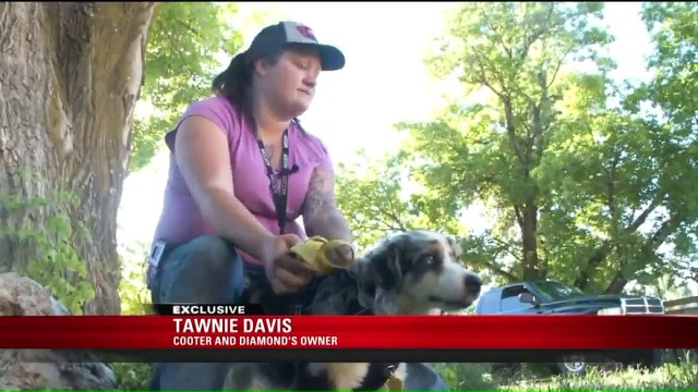 Missing Dog Reunited With Family After Months in Utah Wilderness