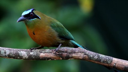 The Gorgeous Blue-Crowned Motmot
