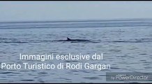 Puglia: 7 grossi cetacei a largo del Gargano