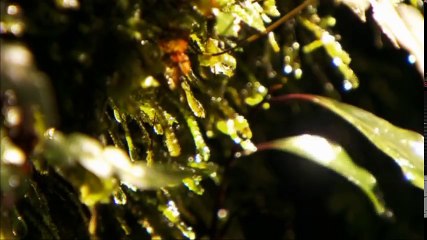 cuccioli di dinosauri