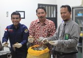 Poachers Arrested in West Borneo for Trading in Pangolin Scales