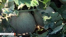 Japanese Melons Sells For $29,000, Break Record
