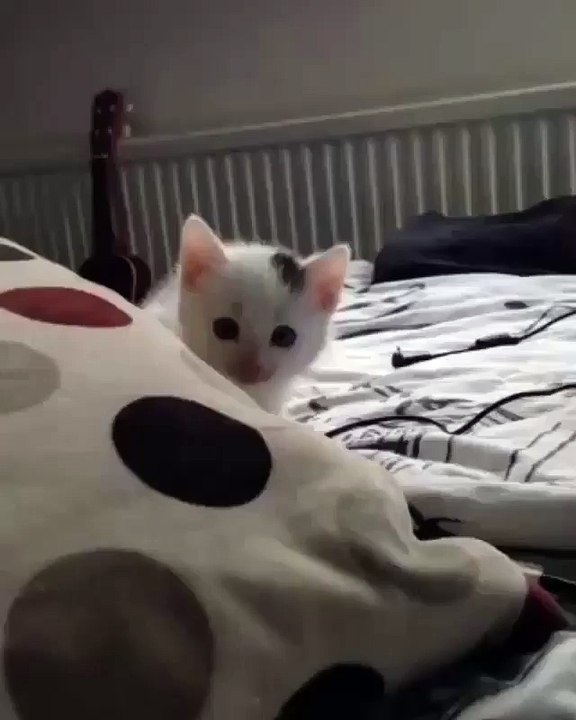 Cute is Not Enough - Funny Cats