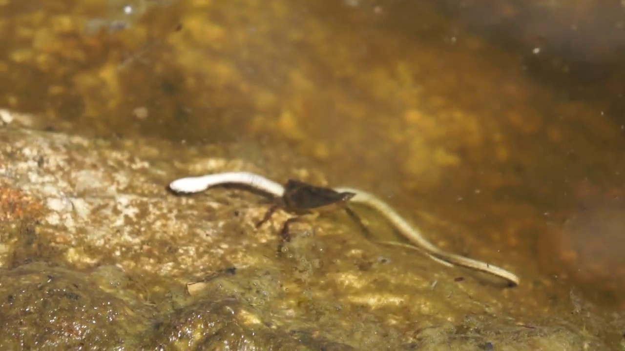 Une punaise d'eau géante s'en prend à un serpent...
