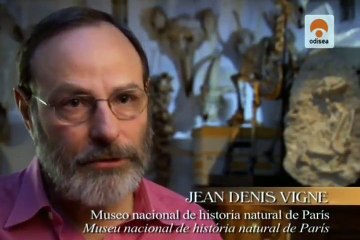 Documental - El mundo de los gatos - 2010