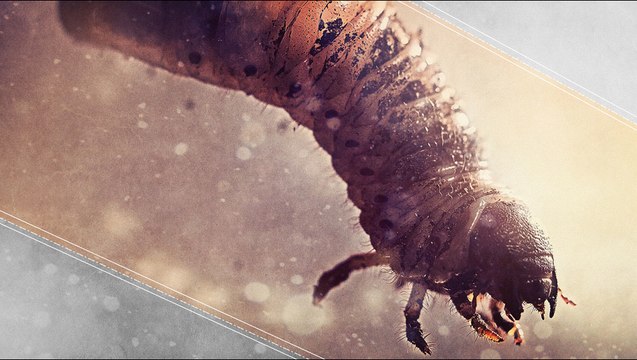 Insects Are Being Mind-Controlled By Parasites