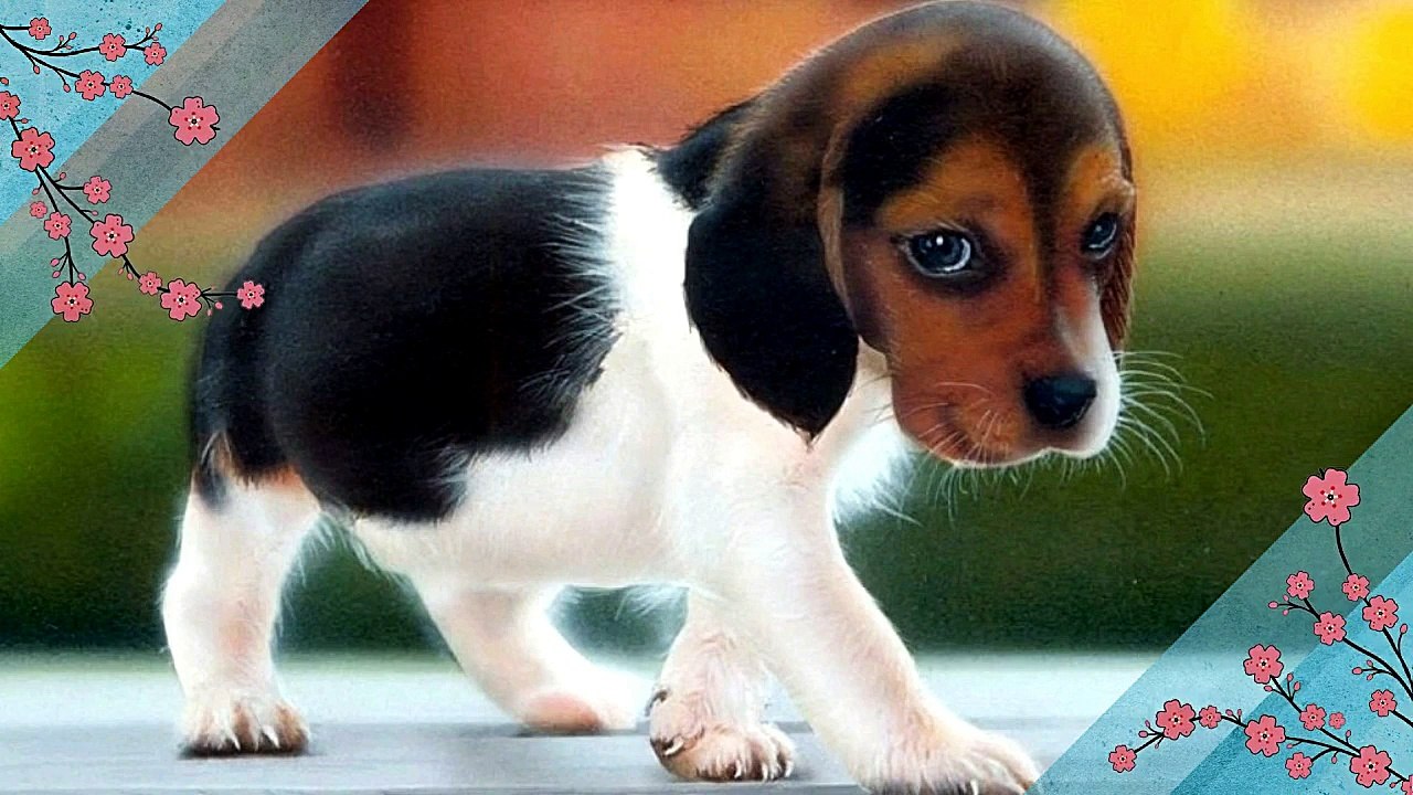 Everything about American Foxhound in English