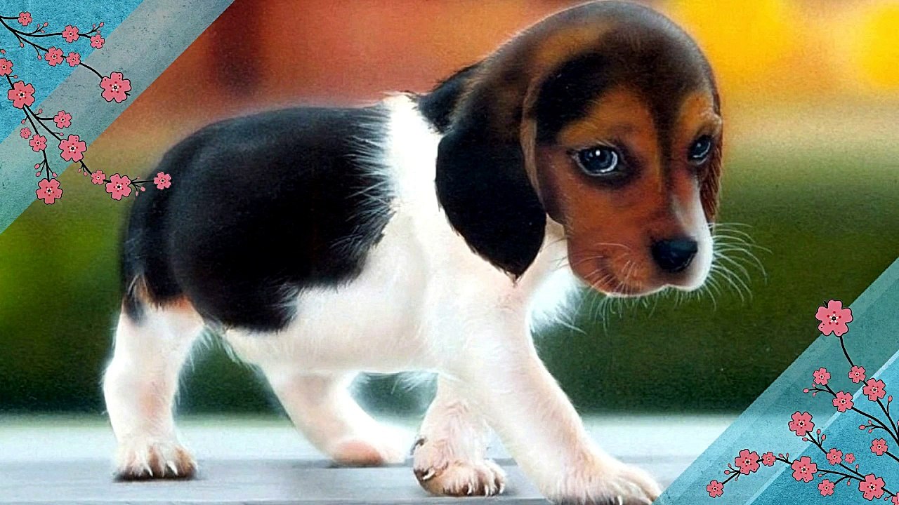 Everything about American Foxhound in Hindi