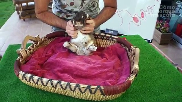 CONEJOS- Cómo saber si una coneja está embarazada. ¿Podemos saberlo?