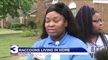 Mom Says Family of Raccoons Has Taken Over, Trashed Her Apartment