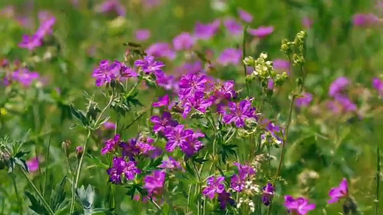 4K Nature relaxation video - Yellowstone National Park in Summer - Trailer 40