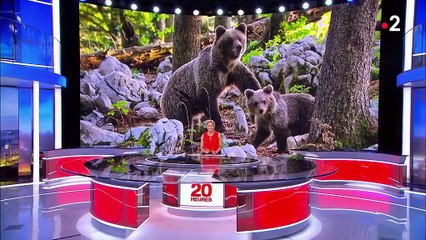 En Slovénie, hommes et ours vivent en relative harmonie