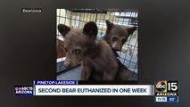 Bear euthanized, cubs rescued and headed to Bearizona