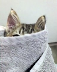 Gravity Defying Cat - The Slow Mo Guys