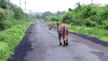 3 lionnes se baladent en pleine route au moment ou un motard débarque... Belle frayeur