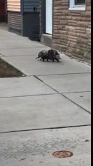 Cette maman opossum transporte tout ses bébés sur son dos