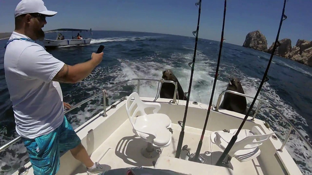 Ce lion de mer grimpe sur un bateau pour reclamer du poisson... petit flemmard