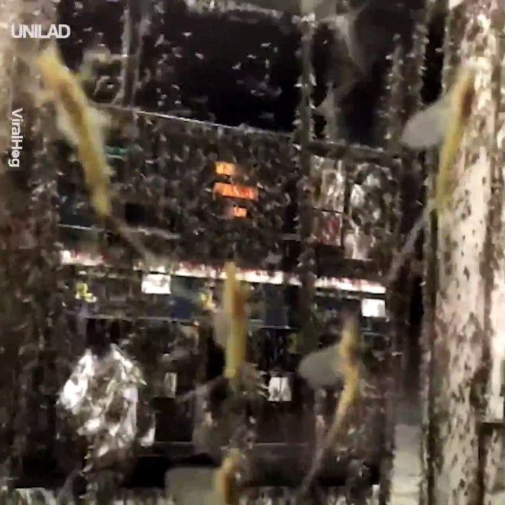 Vous n'avez jamais vu autant d'insectes volants au même endroit - Des milliers d’éphémères