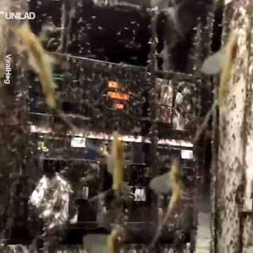 Vous n'avez jamais vu autant d'insectes volants au même endroit - Des milliers d’éphémères