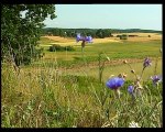 Maravillas de Europa - 08 - Fauna y Flora