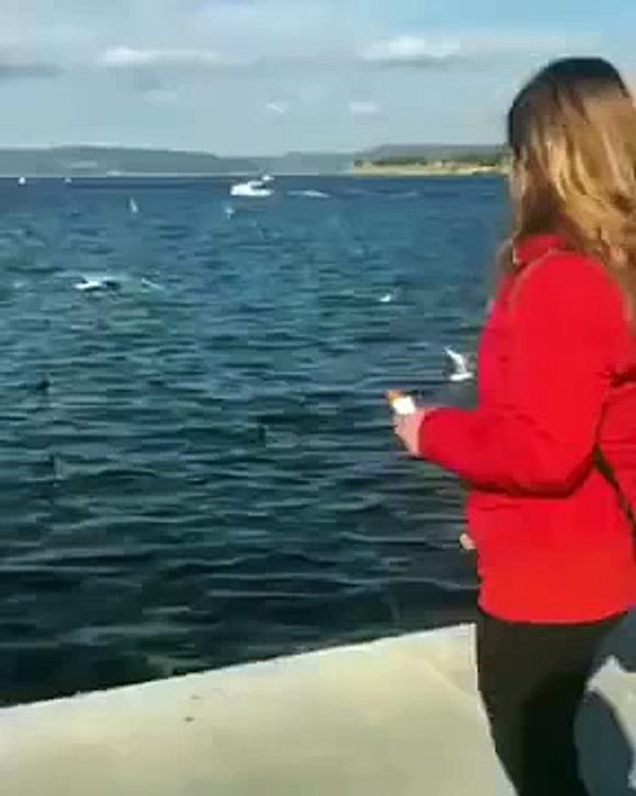 Woman Feeding Seagulls Her Phone