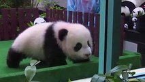 WATCH: This fluffy panda cub made her first public appearance today at the Malaysian zoo where she was born four months ago. To the delight of visitors, the bab