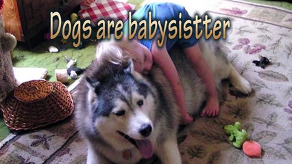 Adorable Dogs are babysitter _ FUNNY video compilation
