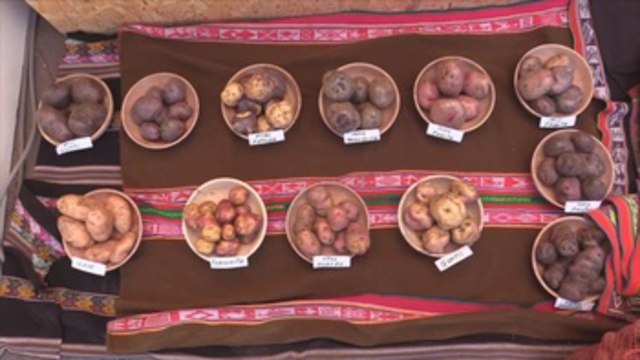 Perú festeja día nacional de la papa con desfile que celebra sus miles de variedades