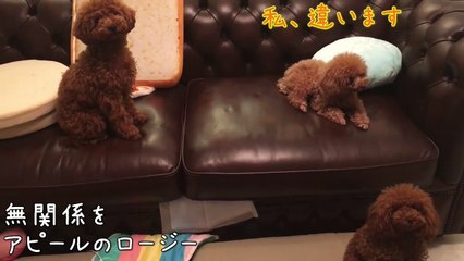怒られて石のように固まる犬トイプードルのロージー・シェリ・ジェム