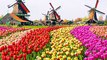 No visit to Amsterdam is complete without visiting the countryside and being greeted by a fabulous display of tulips and windmills. Book now: www.singaporeair.c