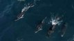 Dolphins Surf on Humpback Whales' Bow Waves in Monterey Bay