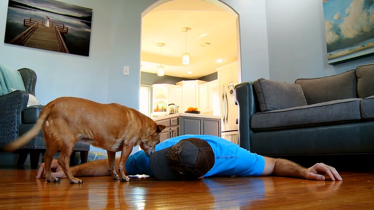 Faking My Death In Front of My Dog - Funny Dog Reacts_HD
