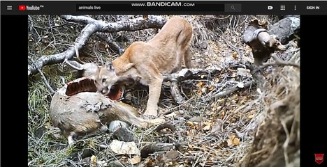 모바일고스톱▷Ж▷PE1001.COM◁Ж◁야마토유튜브