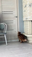 Clever Kitty Opens Door