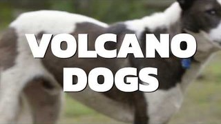 Bali Dogs under threat from Mt. Agung volcano | VOLCANO DOGS | COCONUTS TV ON IFLIX