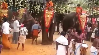 elephant attacking live videos