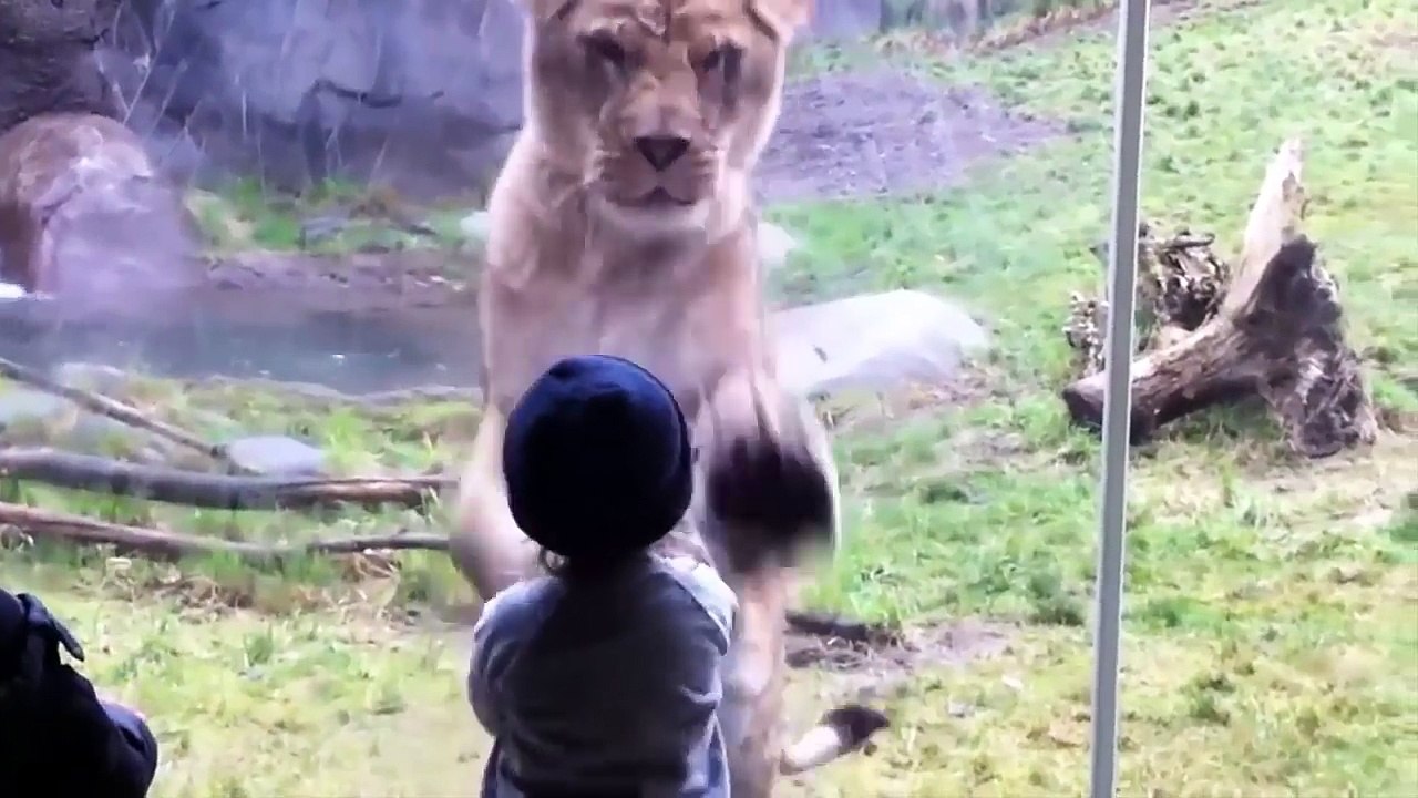 If it were not FILMED, no one would BELIEVE IT _ Videos you will not believe